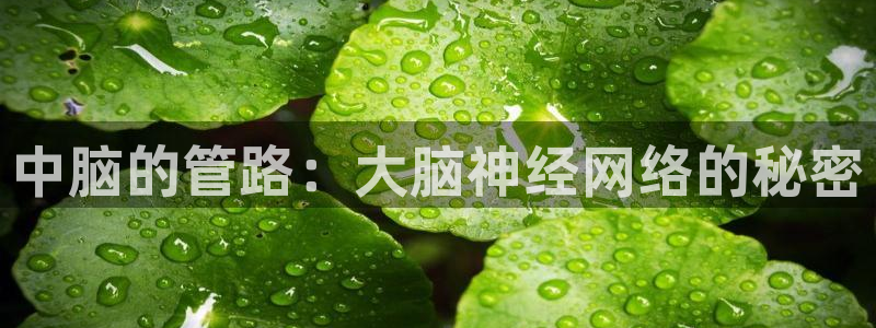 天富娱乐天辰娱乐